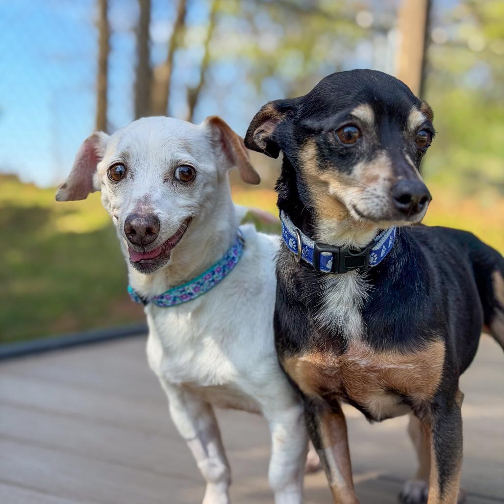 Enlarge Jewel, a Adoptable mixed breed in Gainesville, GA image 2/5