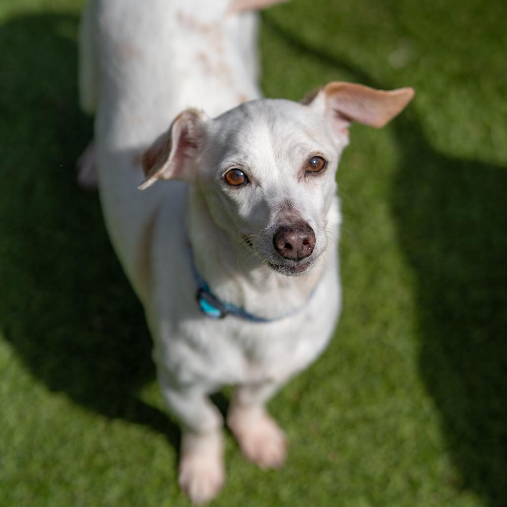 Enlarge Jewel, a Adoptable mixed breed in Gainesville, GA image 3/5