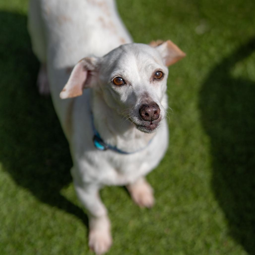 Enlarge Jewel, a Adoptable mixed breed in Gainesville, GA image 4/5