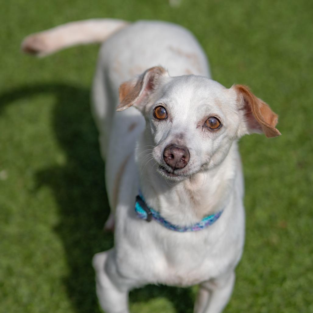 Enlarge Jewel, a Adoptable mixed breed in Gainesville, GA image 5/5