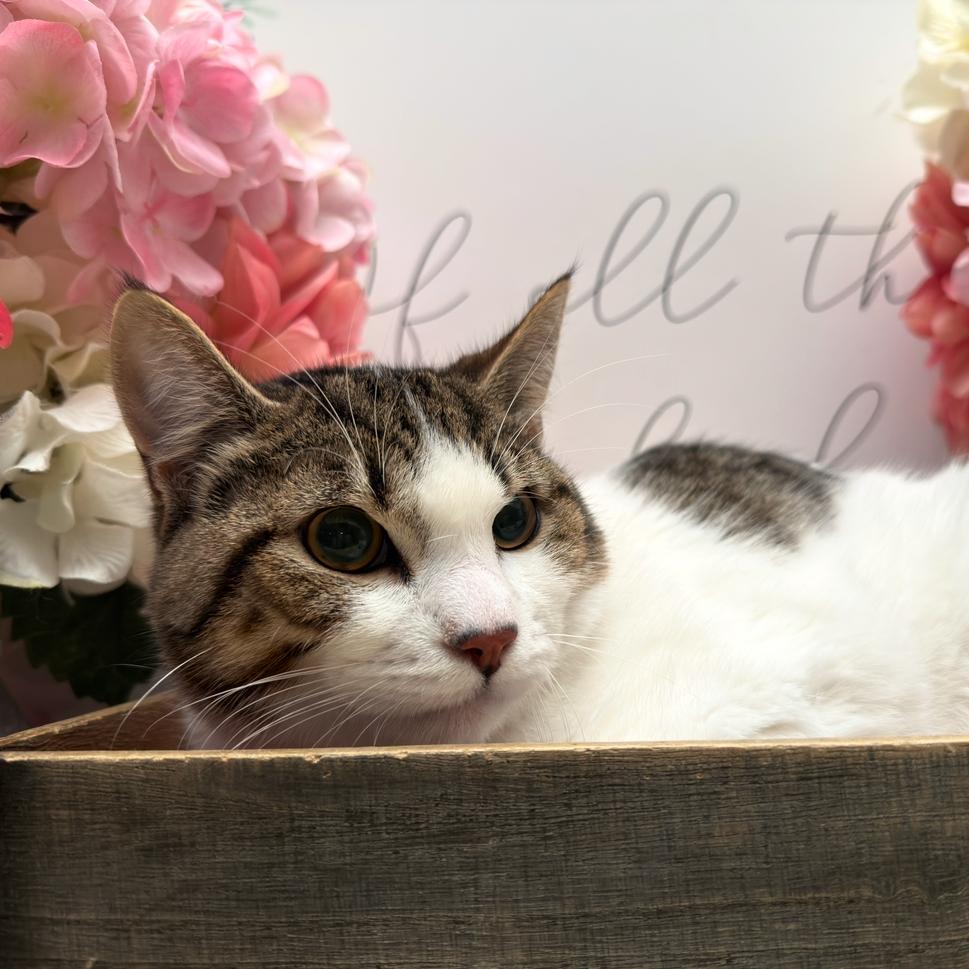 Enlarge Hufflepuff, a Adoptable American Shorthair in Newberg, OR image 1/1