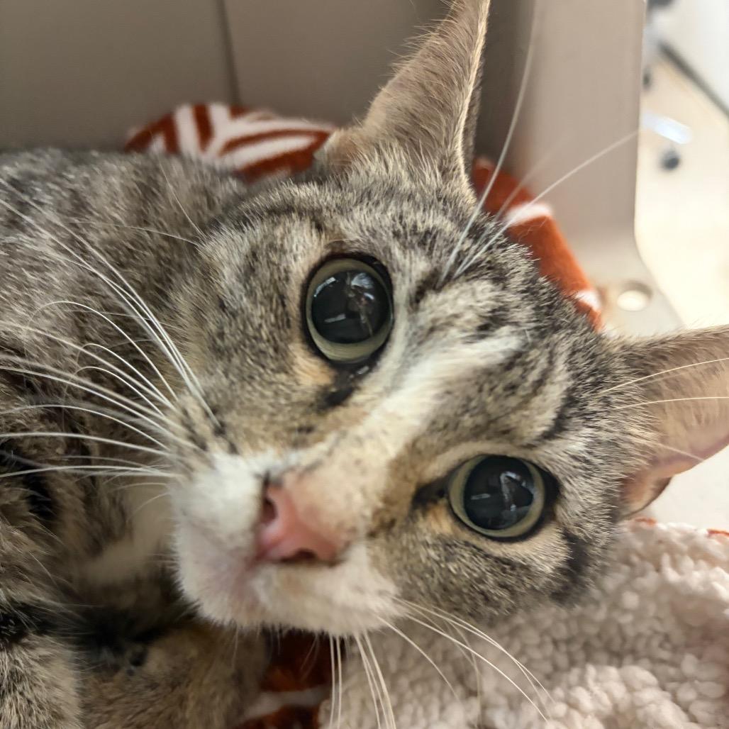 Enlarge Grace, a Adoptable Domestic Short Hair in Lake Jackson, TX image 2/2