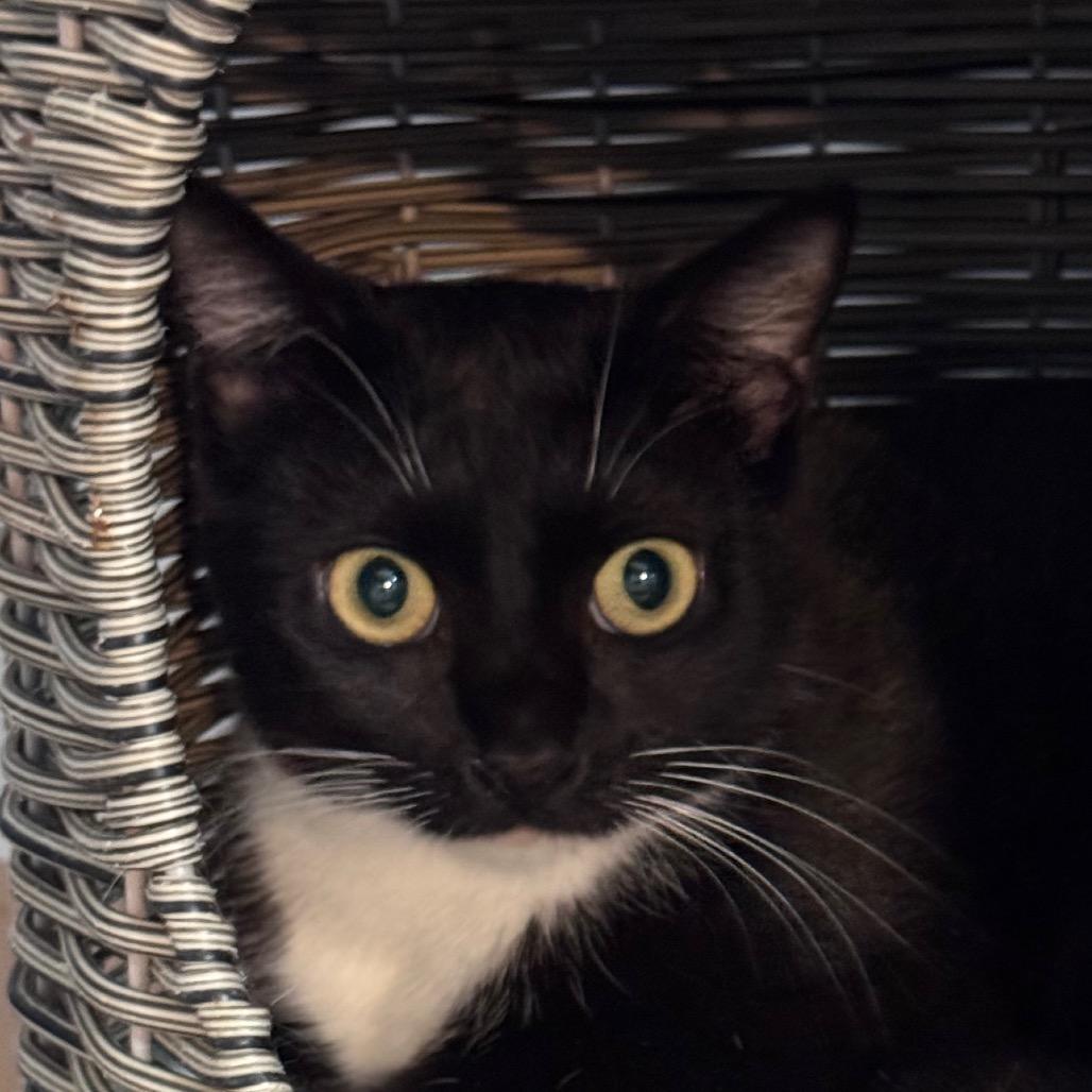 Enlarge Endicott, a Adoptable Domestic Short Hair in Salisbury, MA image 1/1