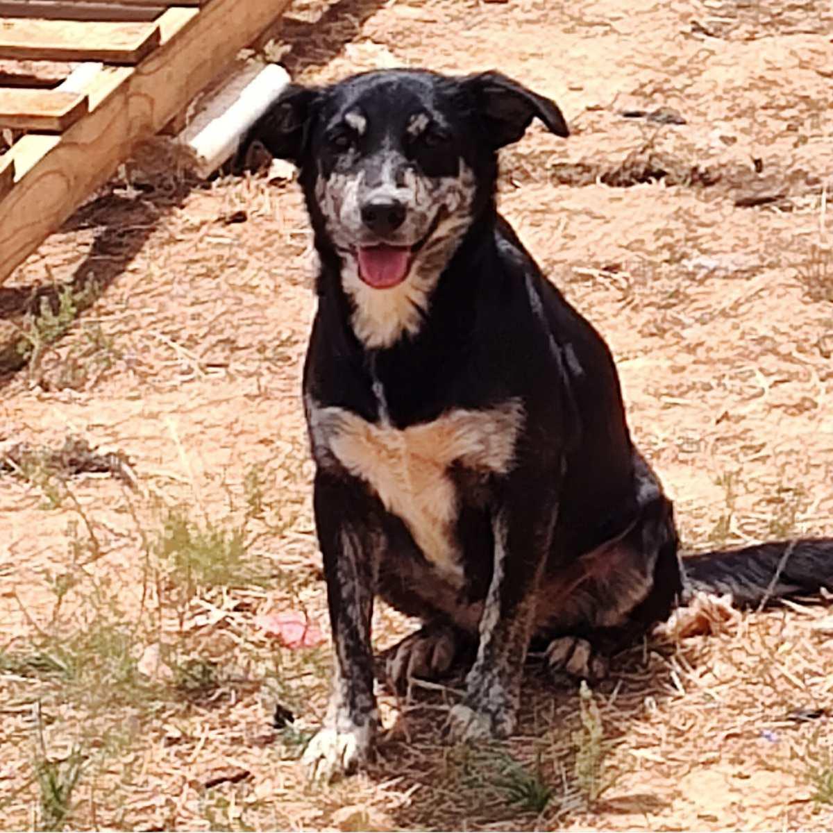 Hope, a Adoptable Cattle Dog in Paradise, TX image 1/2