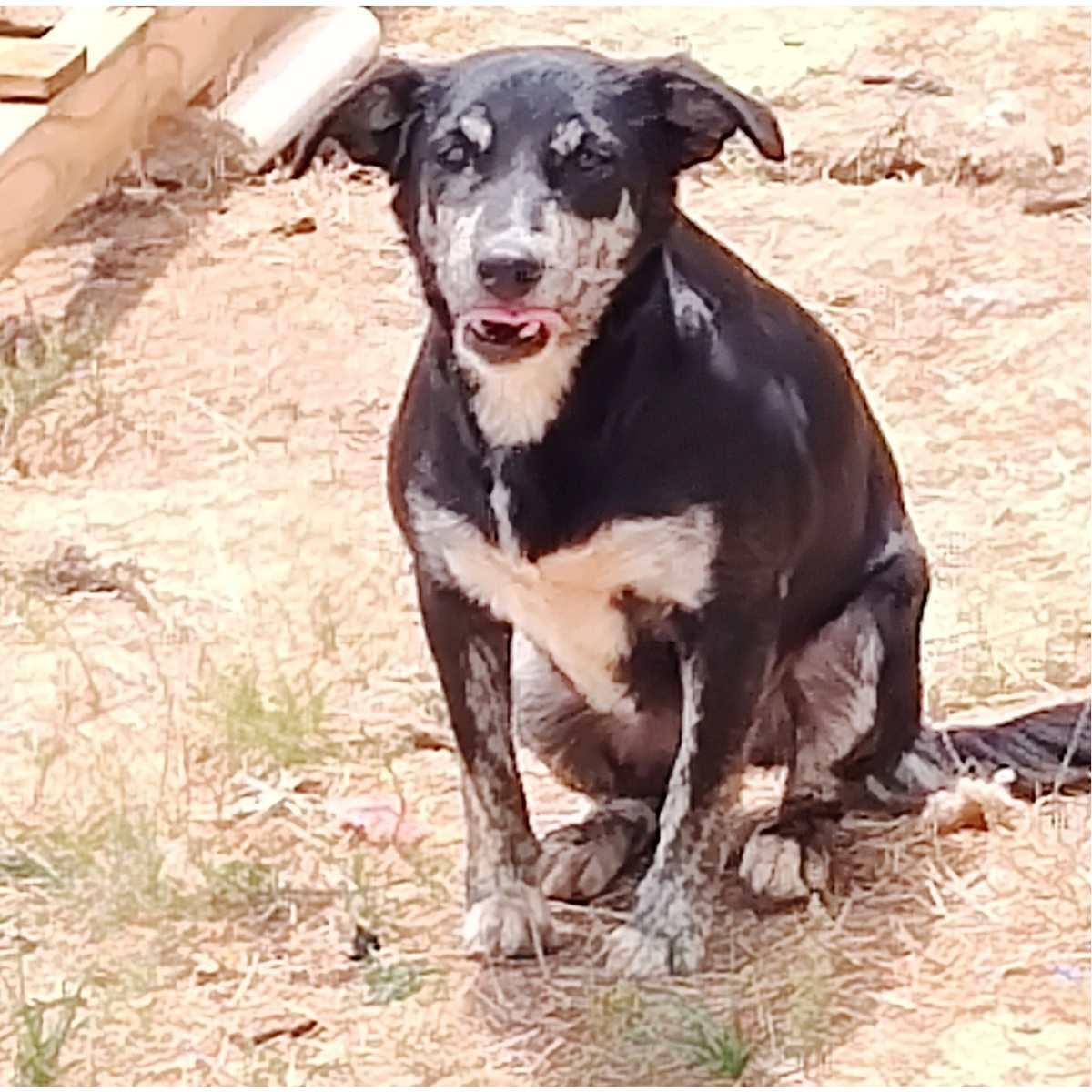 Hope, a Adoptable Cattle Dog in Paradise, TX image 2/2