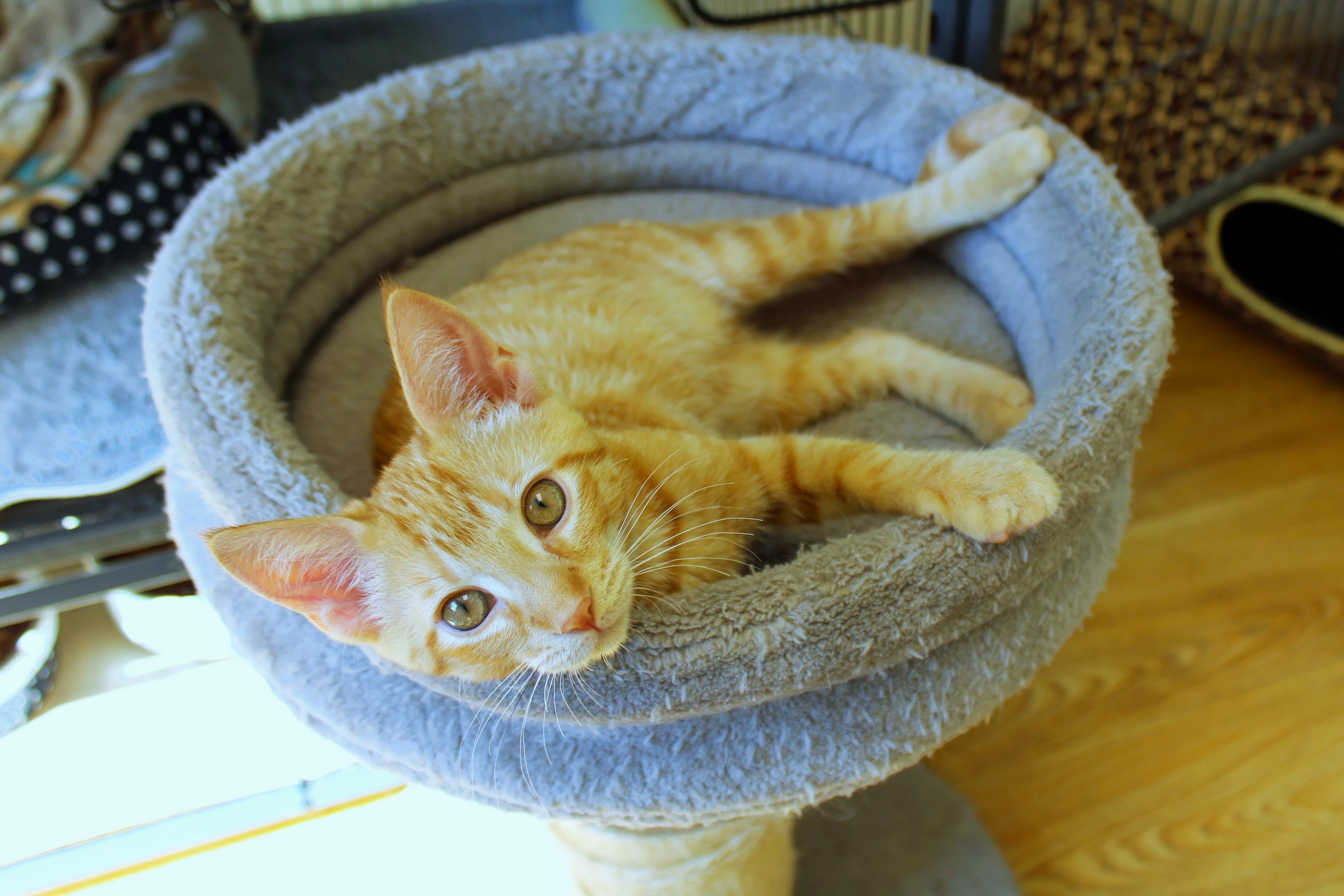 Enlarge Ray, a Adopted American Shorthair in Urbana, OH image 3/6