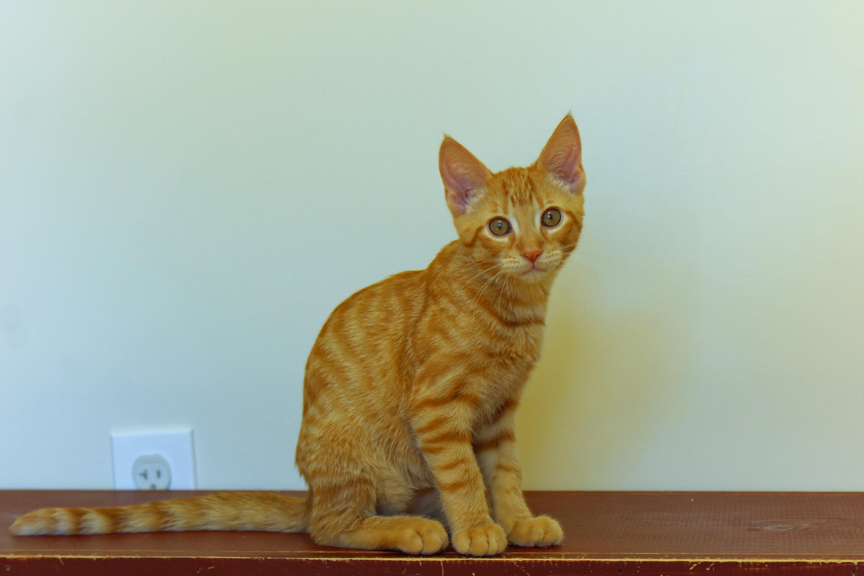 Enlarge Ray, a Adopted American Shorthair in Urbana, OH image 2/6
