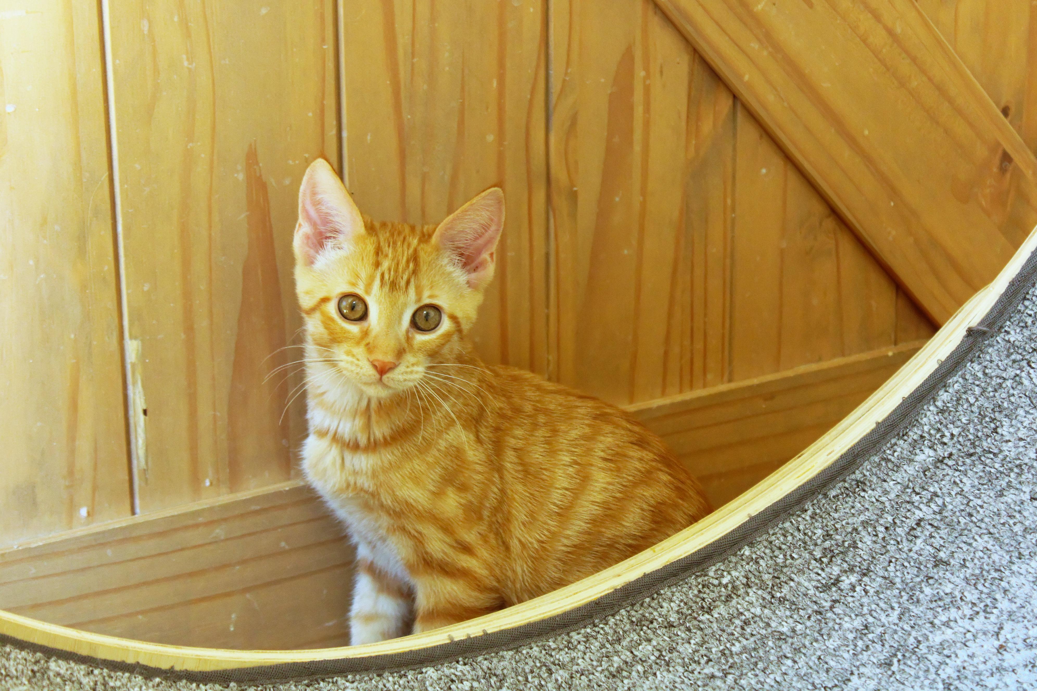 Enlarge Ray, a Adopted American Shorthair in Urbana, OH image 4/6