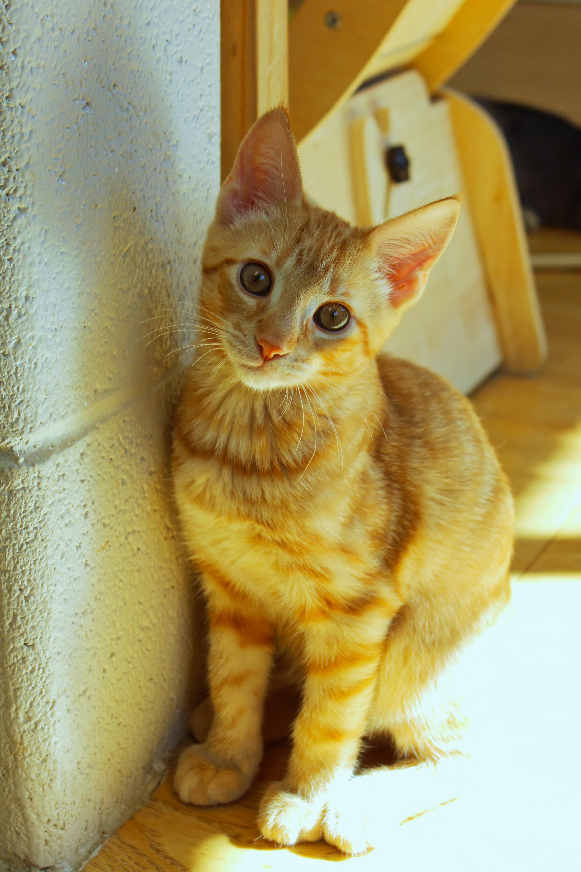 Enlarge Ray, a Adopted American Shorthair in Urbana, OH image 5/6