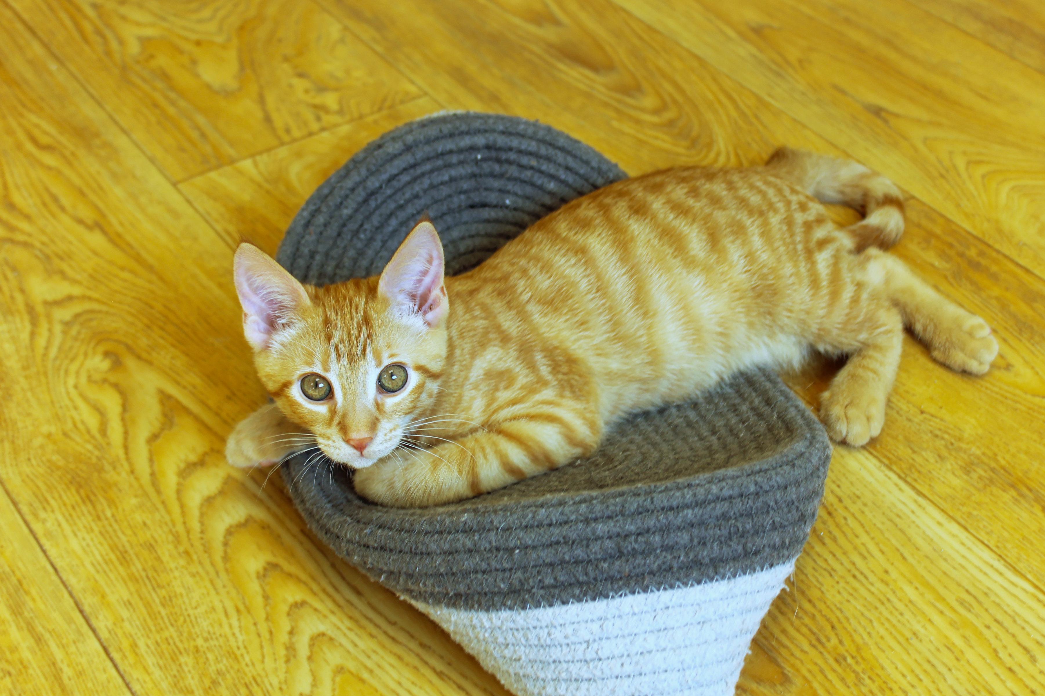 Ray, Adopted, Kitten Male American Shorthair.