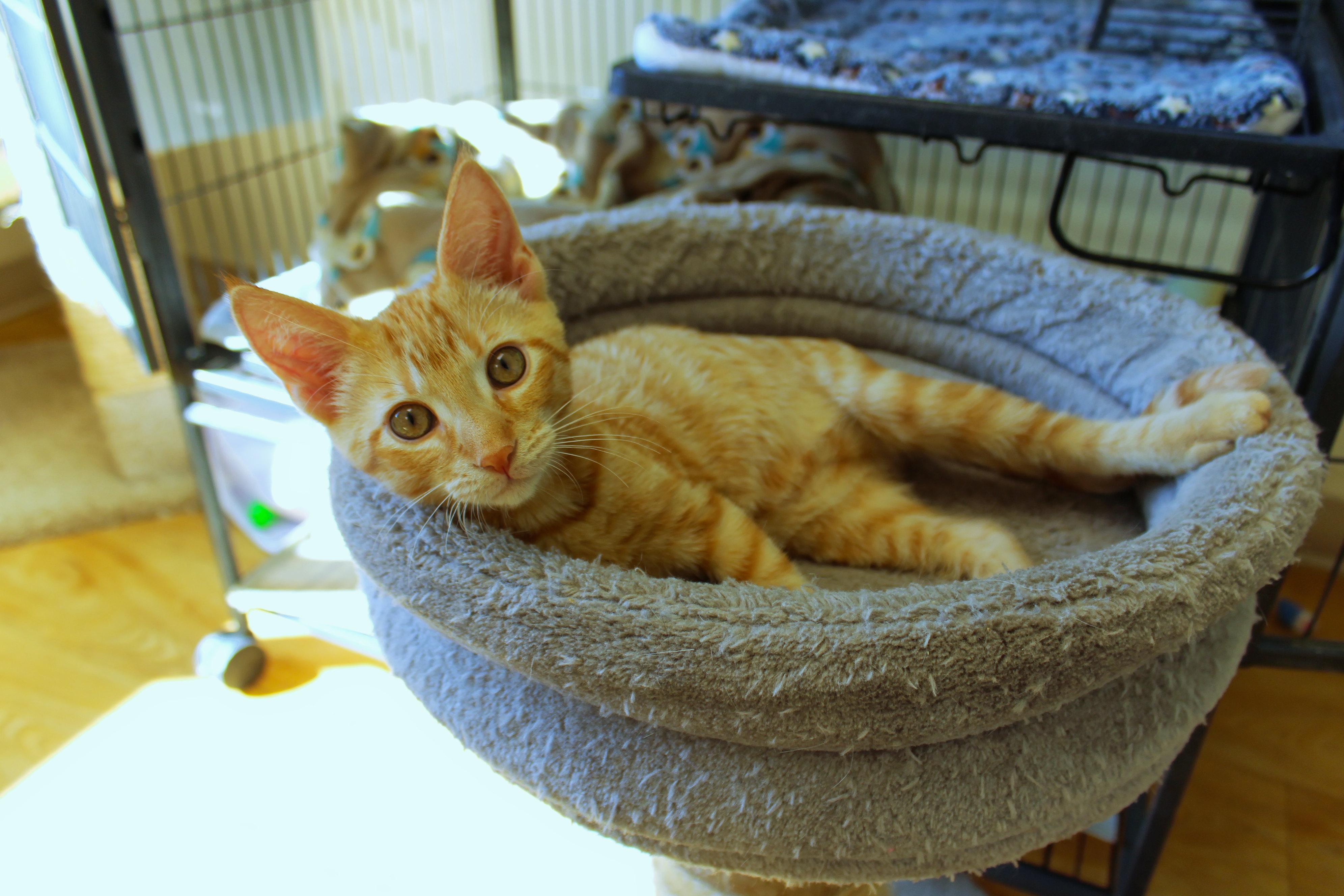 Enlarge Ray, a Adopted American Shorthair in Urbana, OH image 6/6