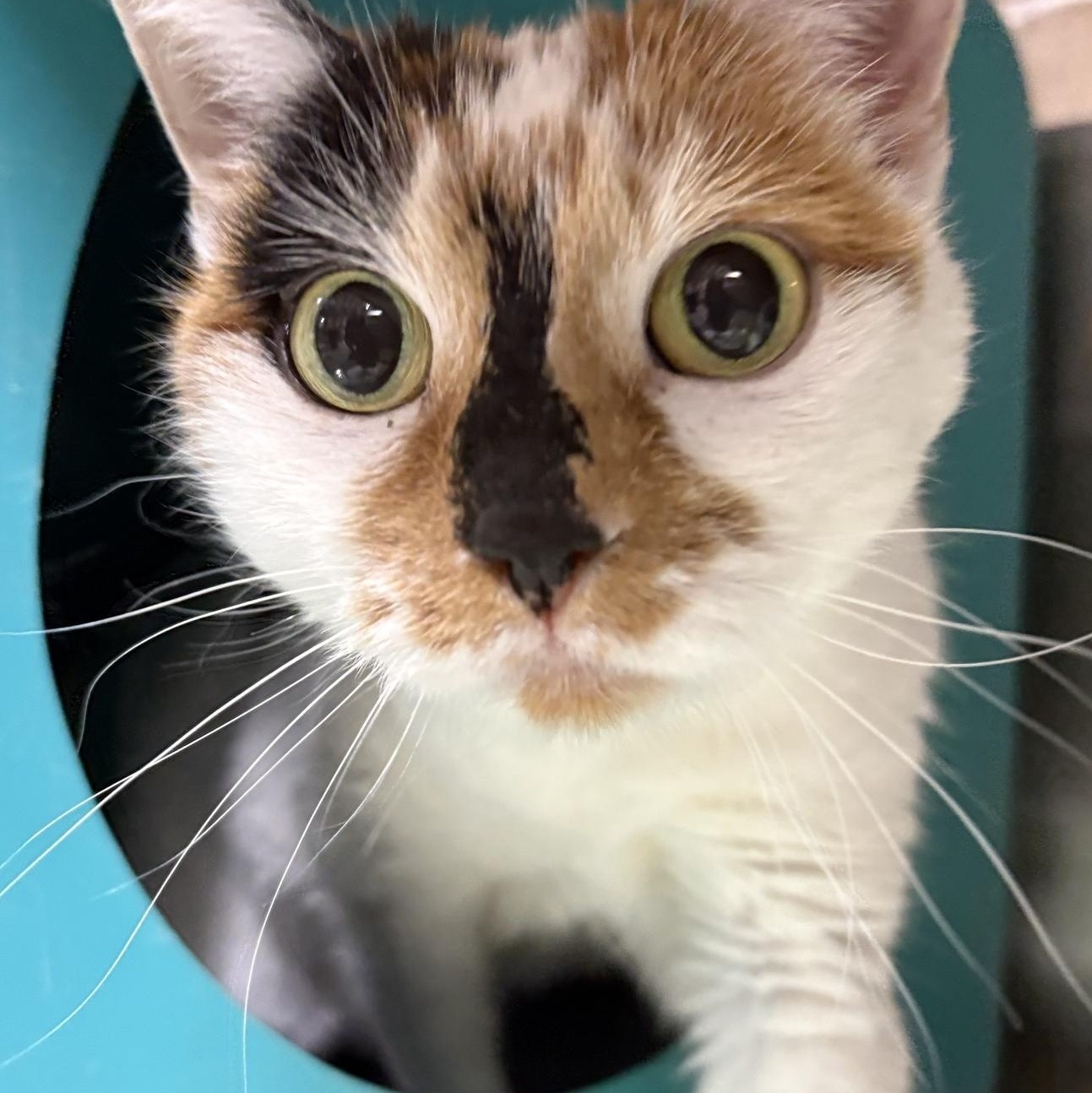 Enlarge Uki, a ADOPTABLE Domestic Short Hair in Billings, MT image 1/1