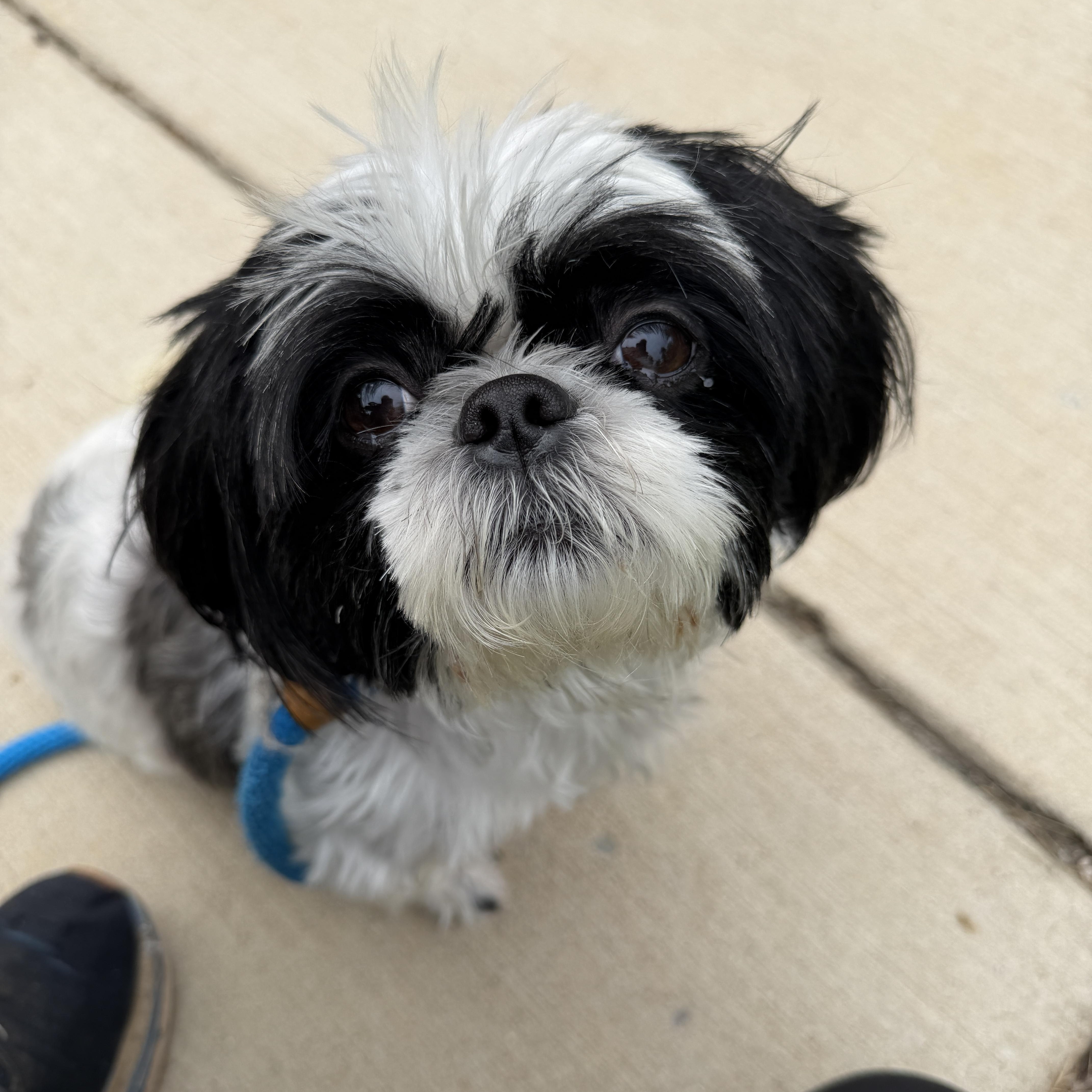 Lady Daphne (ID 52949), Adopted, Adult Female Shih Tzu.