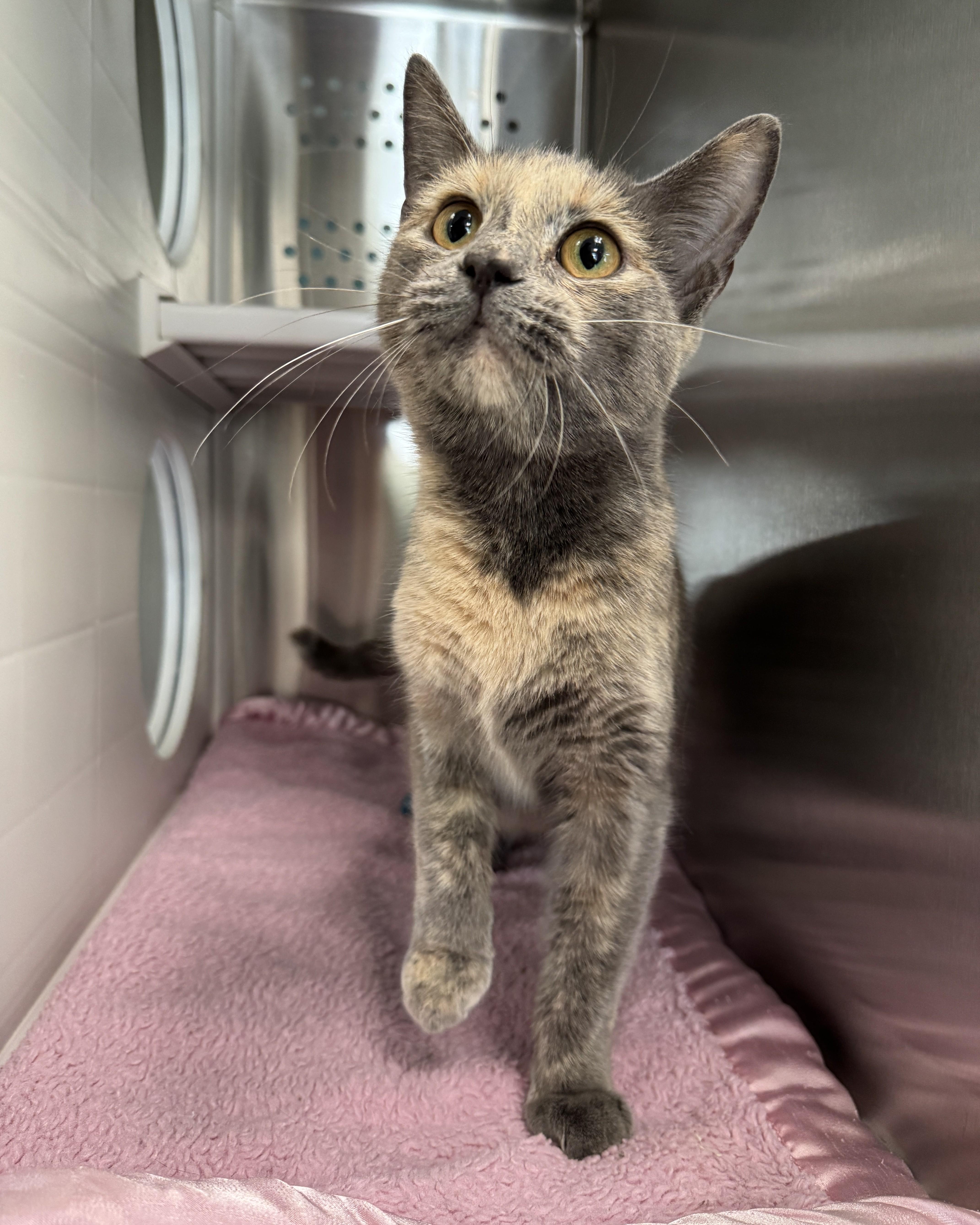 Enlarge Sparkles, an adopted Domestic Short Hair in Seneca, PA image 3/4