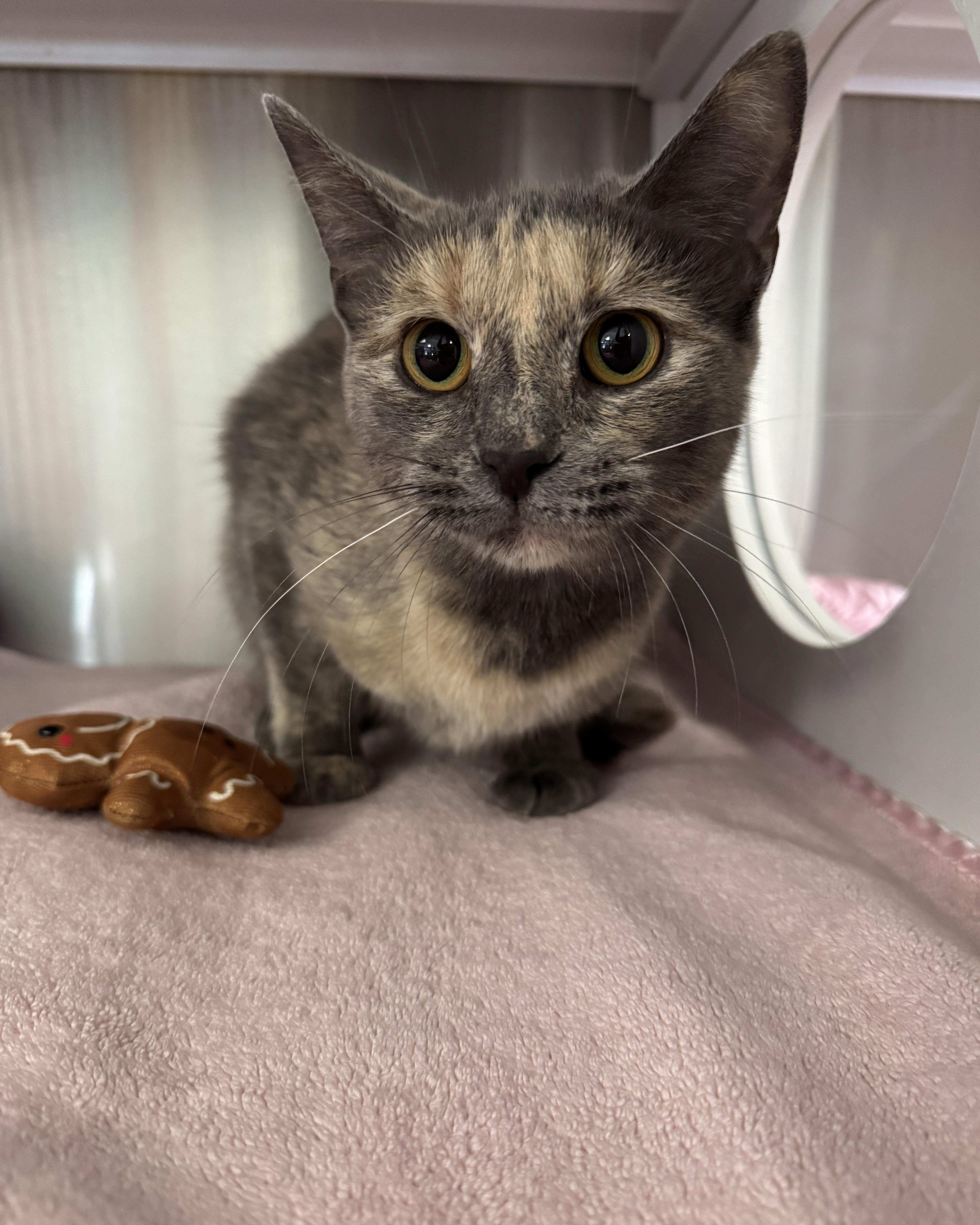 Sparkles, adopted, Young Female Domestic Short Hair.