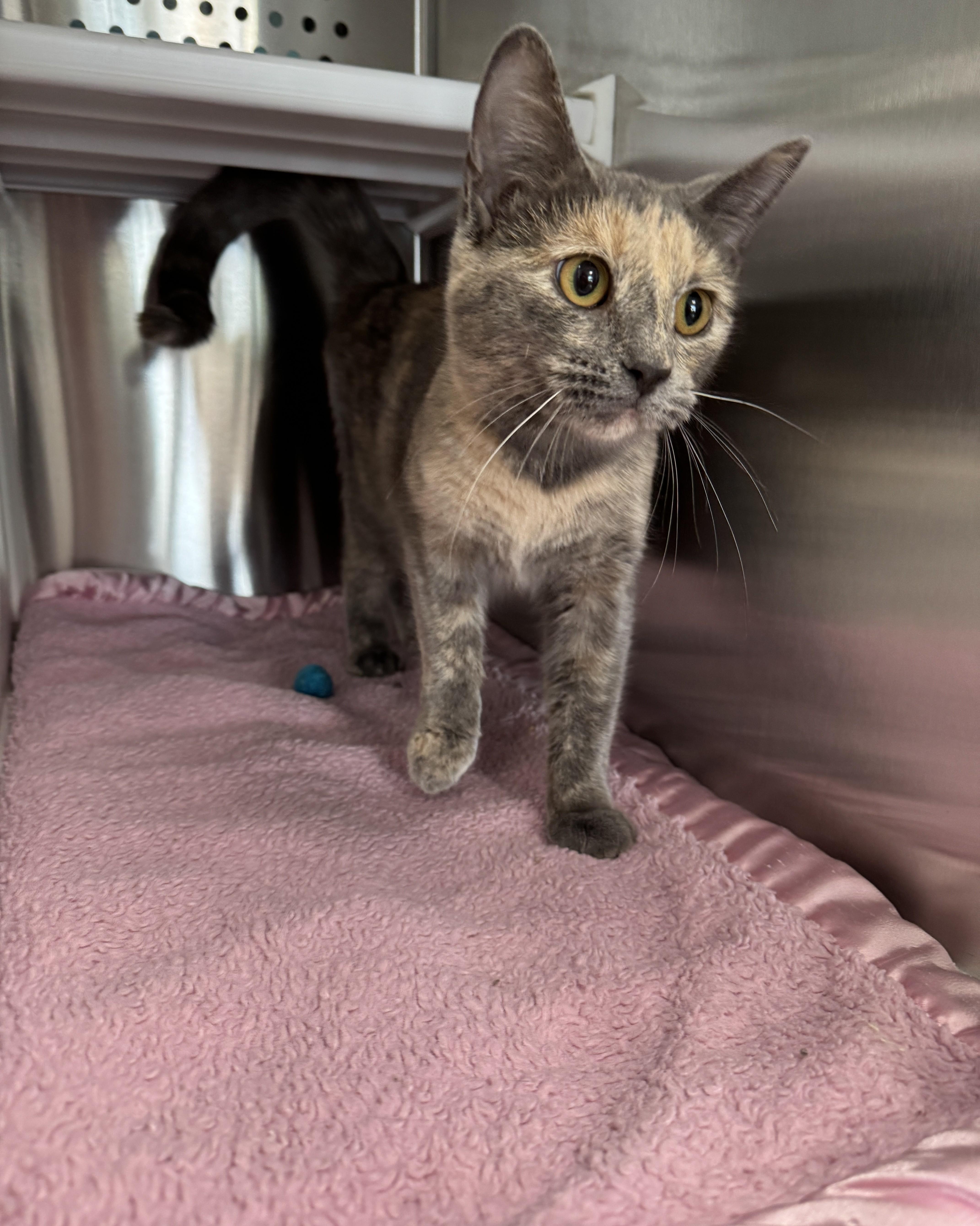 Enlarge Sparkles, an adopted Domestic Short Hair in Seneca, PA image 4/4