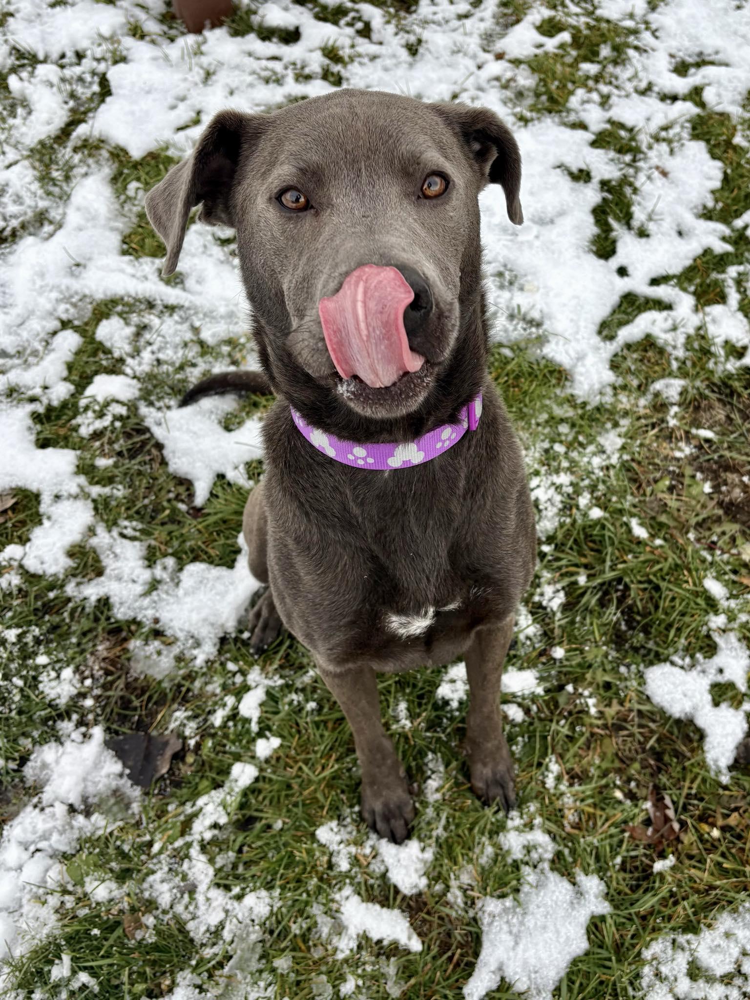 Enlarge Grayson, a Adoptable Labrador Retriever in Kalamazoo, MI image 1/3
