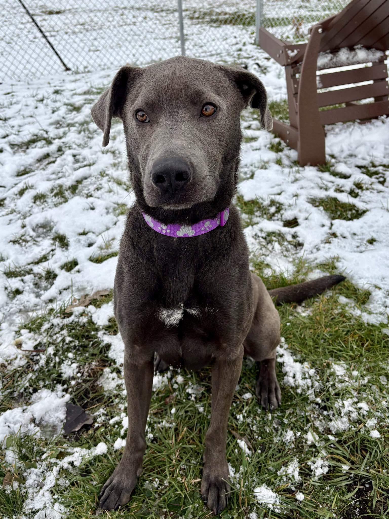Enlarge Grayson, a Adoptable Labrador Retriever in Kalamazoo, MI image 2/3