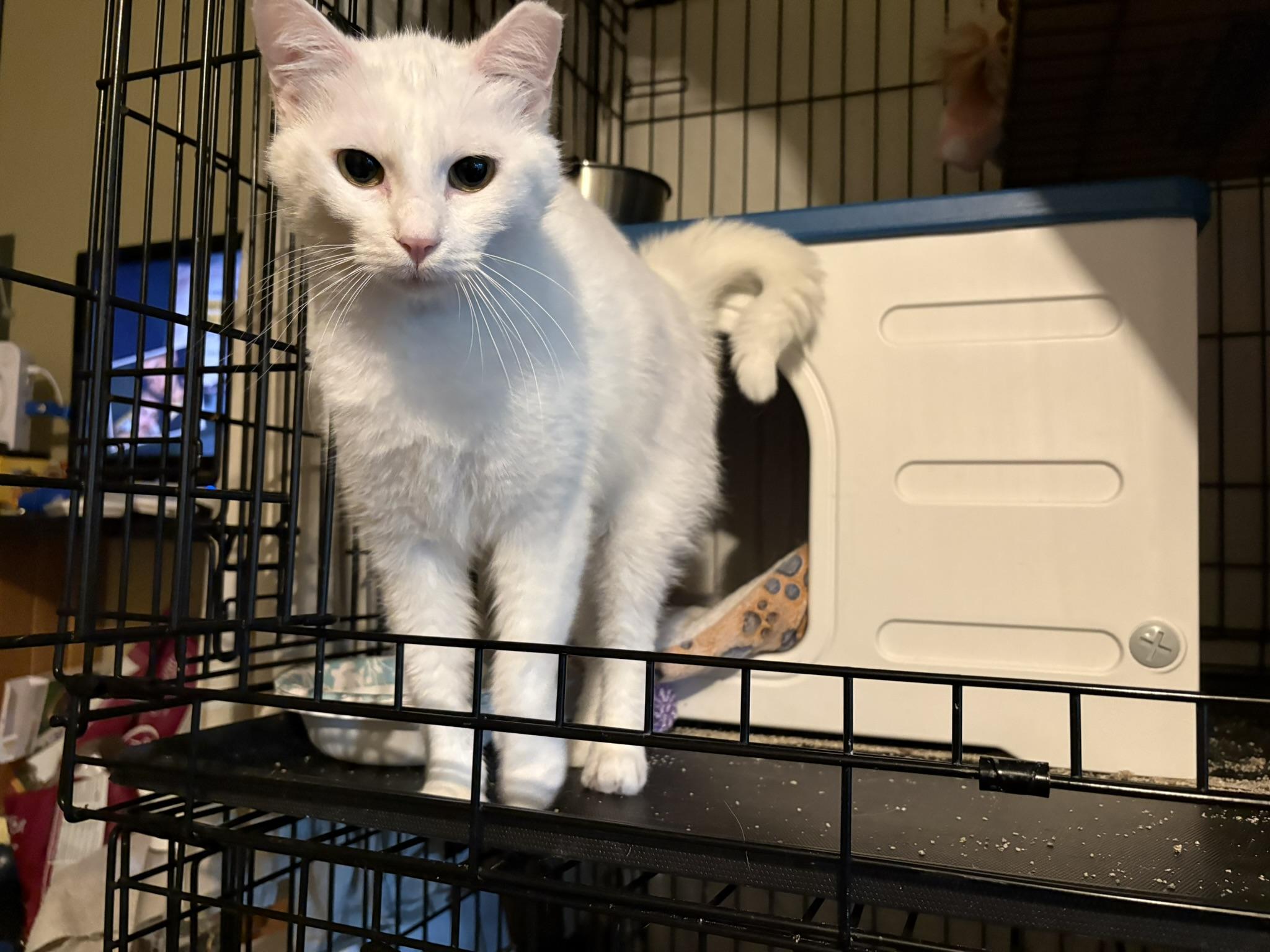 Enlarge Opal, a ADOPTABLE Domestic Short Hair in Shakopee, MN image 5/5