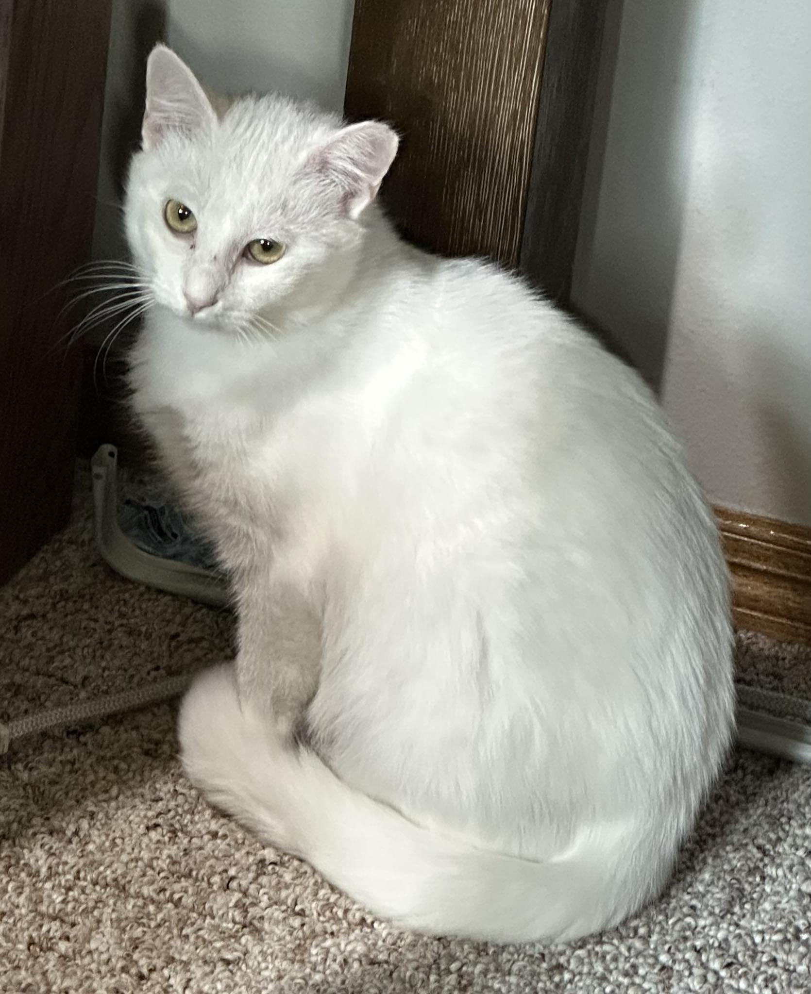 Opal, ADOPTABLE, Adult Female Domestic Short Hair.