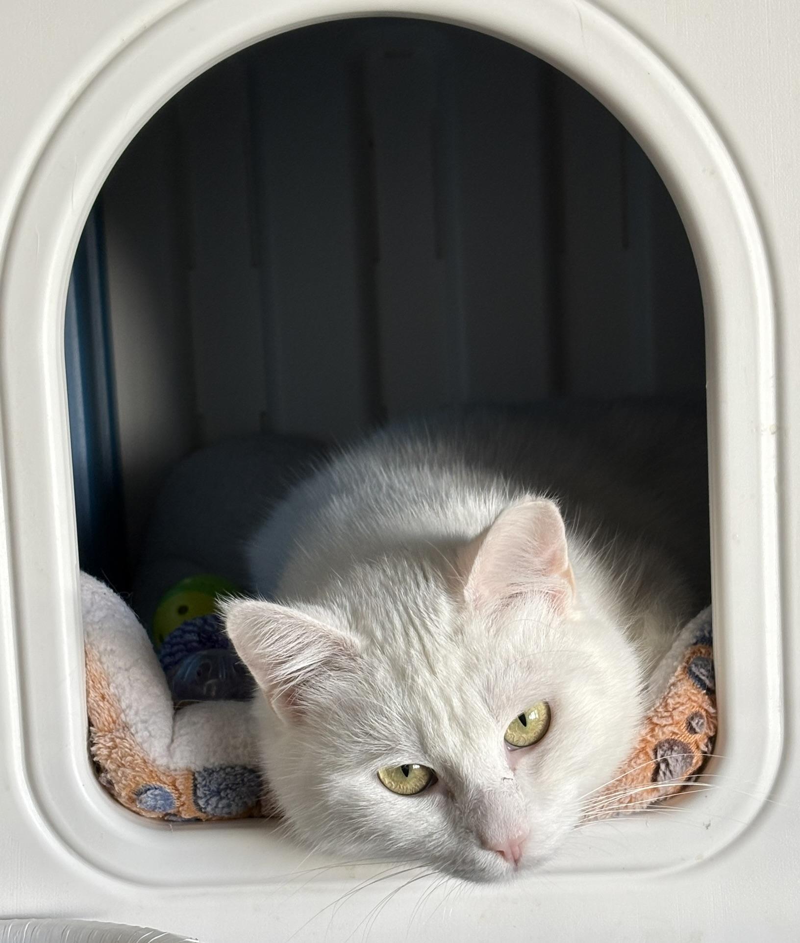 Enlarge Opal, a ADOPTABLE Domestic Short Hair in Shakopee, MN image 3/4