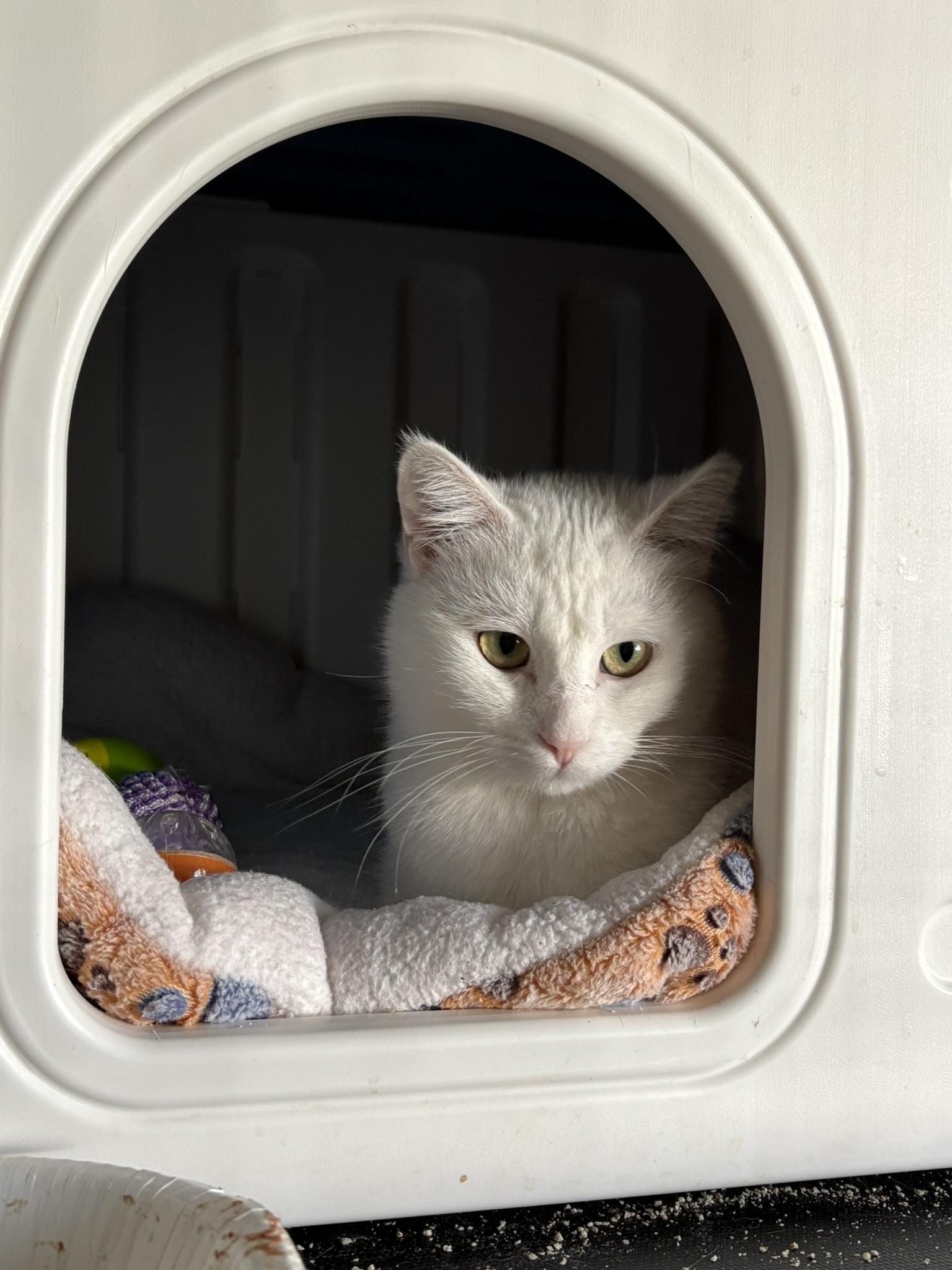 Enlarge Opal, a ADOPTABLE Domestic Short Hair in Shakopee, MN image 4/4