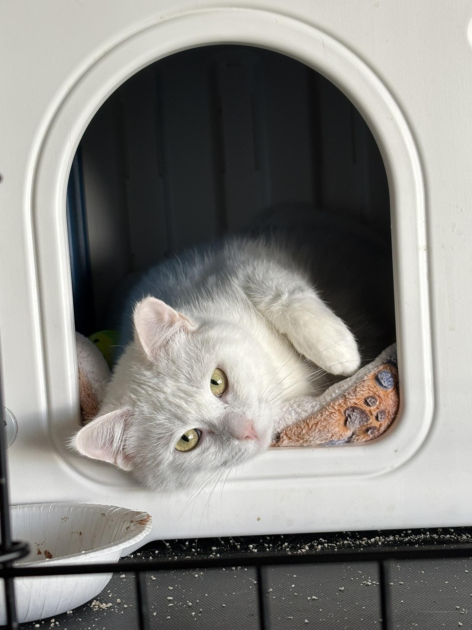 Enlarge Opal, a ADOPTABLE Domestic Short Hair in Shakopee, MN image 2/4