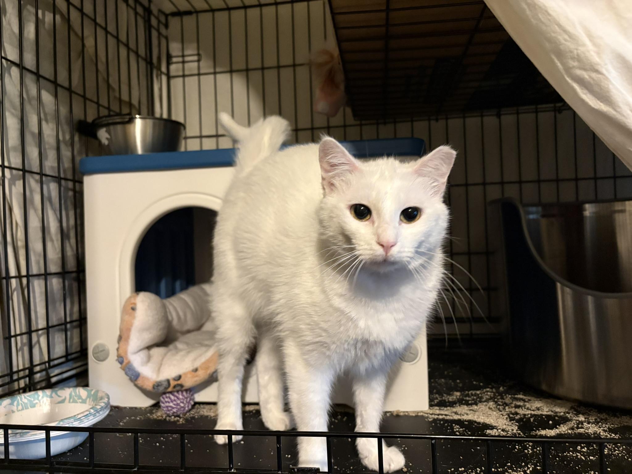 Enlarge Opal, a ADOPTABLE Domestic Short Hair in Shakopee, MN image 4/5
