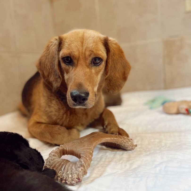 Enlarge Tisserie, a Adoptable mixed breed in Rossville, TN image 1/13