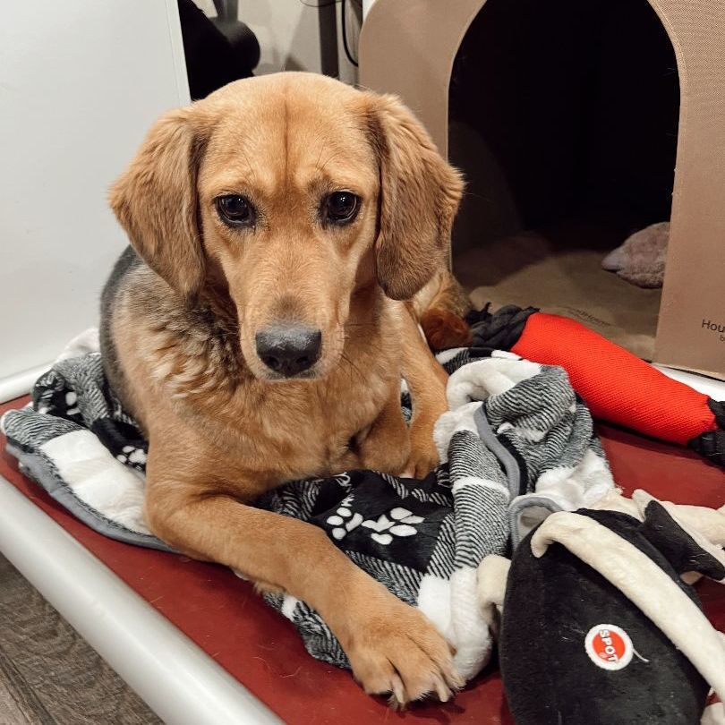 Enlarge Tisserie, a Adoptable mixed breed in Rossville, TN image 2/13