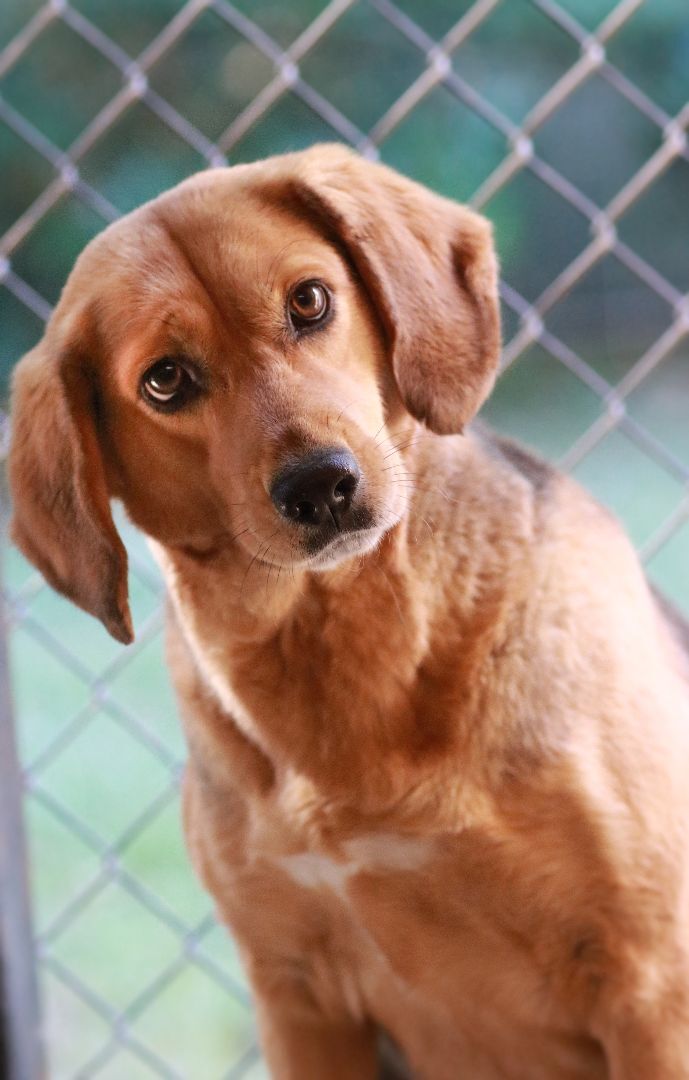 Enlarge Tisserie, a Adoptable mixed breed in Rossville, TN image 3/13