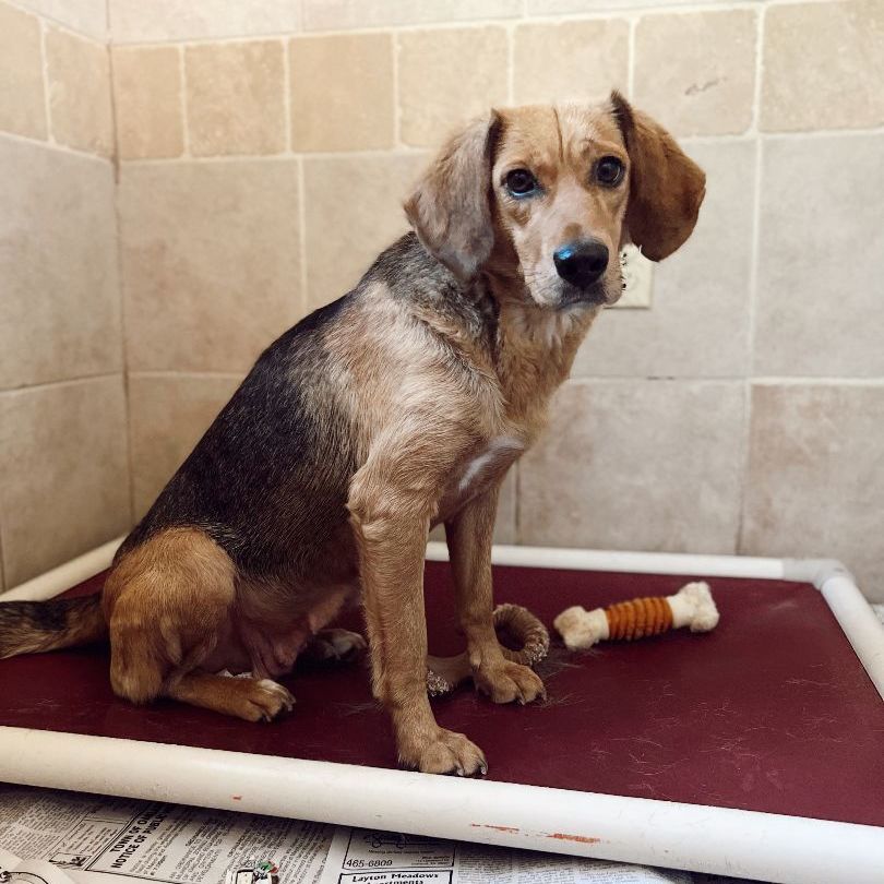 Enlarge Tisserie, a Adoptable mixed breed in Rossville, TN image 4/13