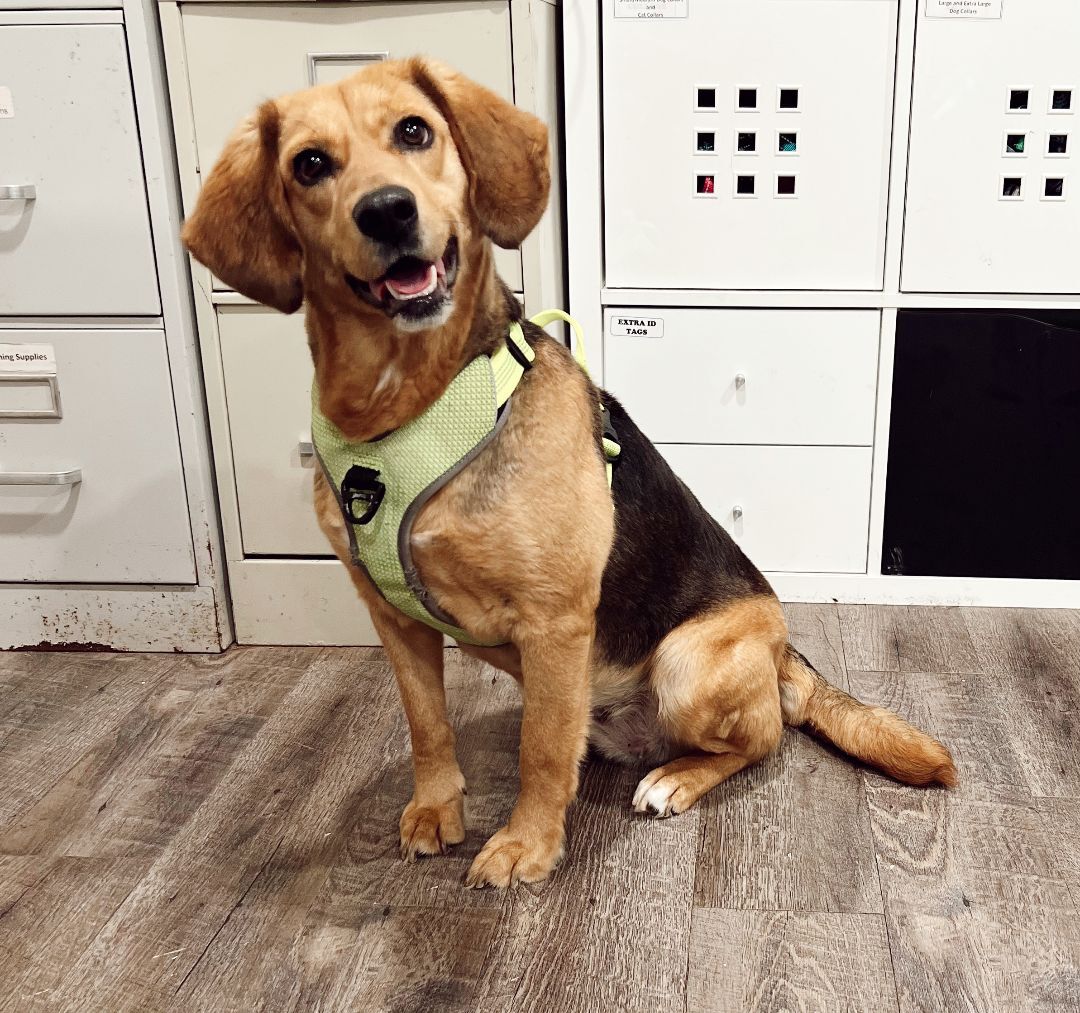 Enlarge Tisserie, a Adoptable mixed breed in Rossville, TN image 5/13