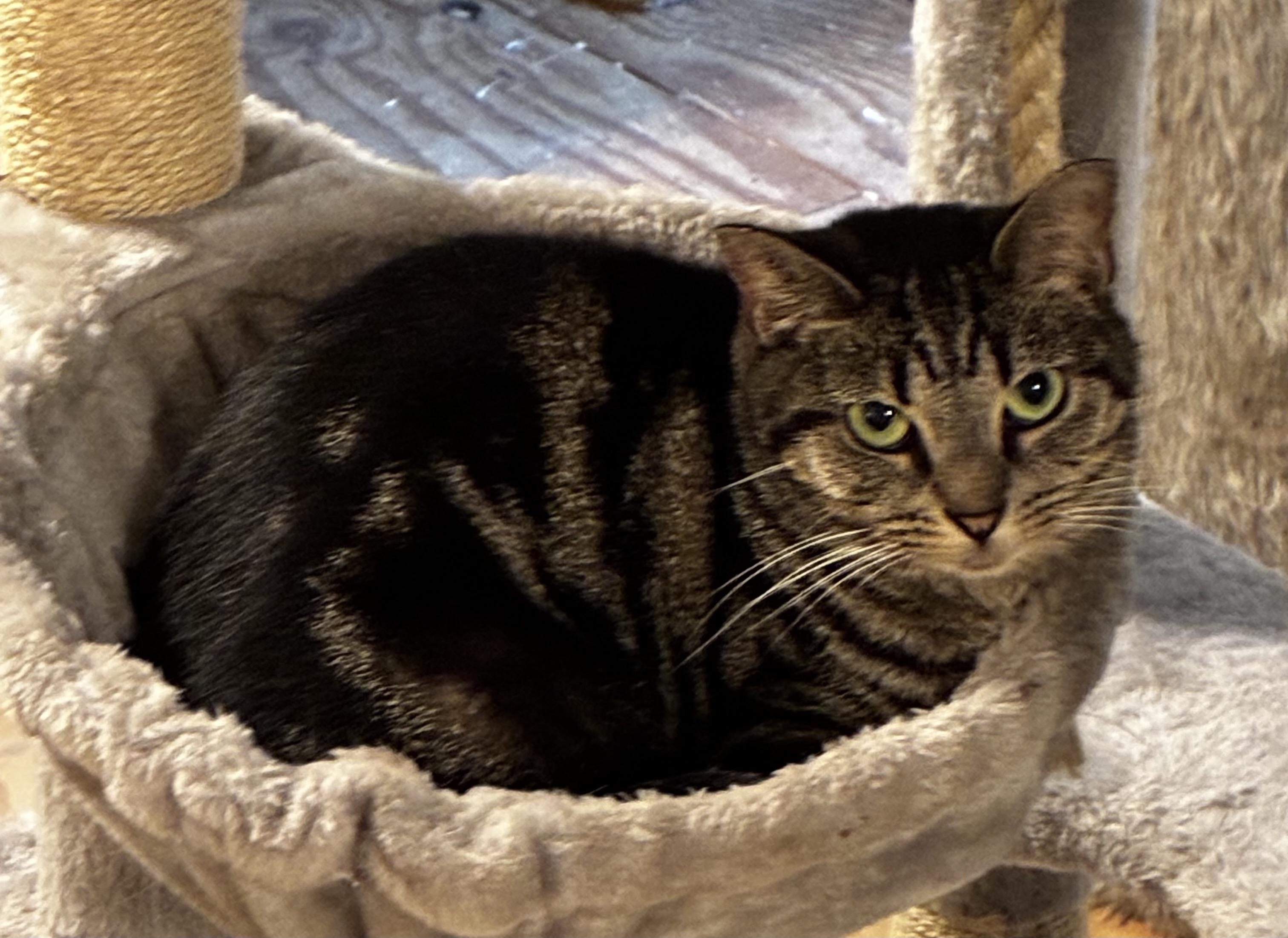 Jinx, a Adoptable Tabby in Mobile, AL image 3/4