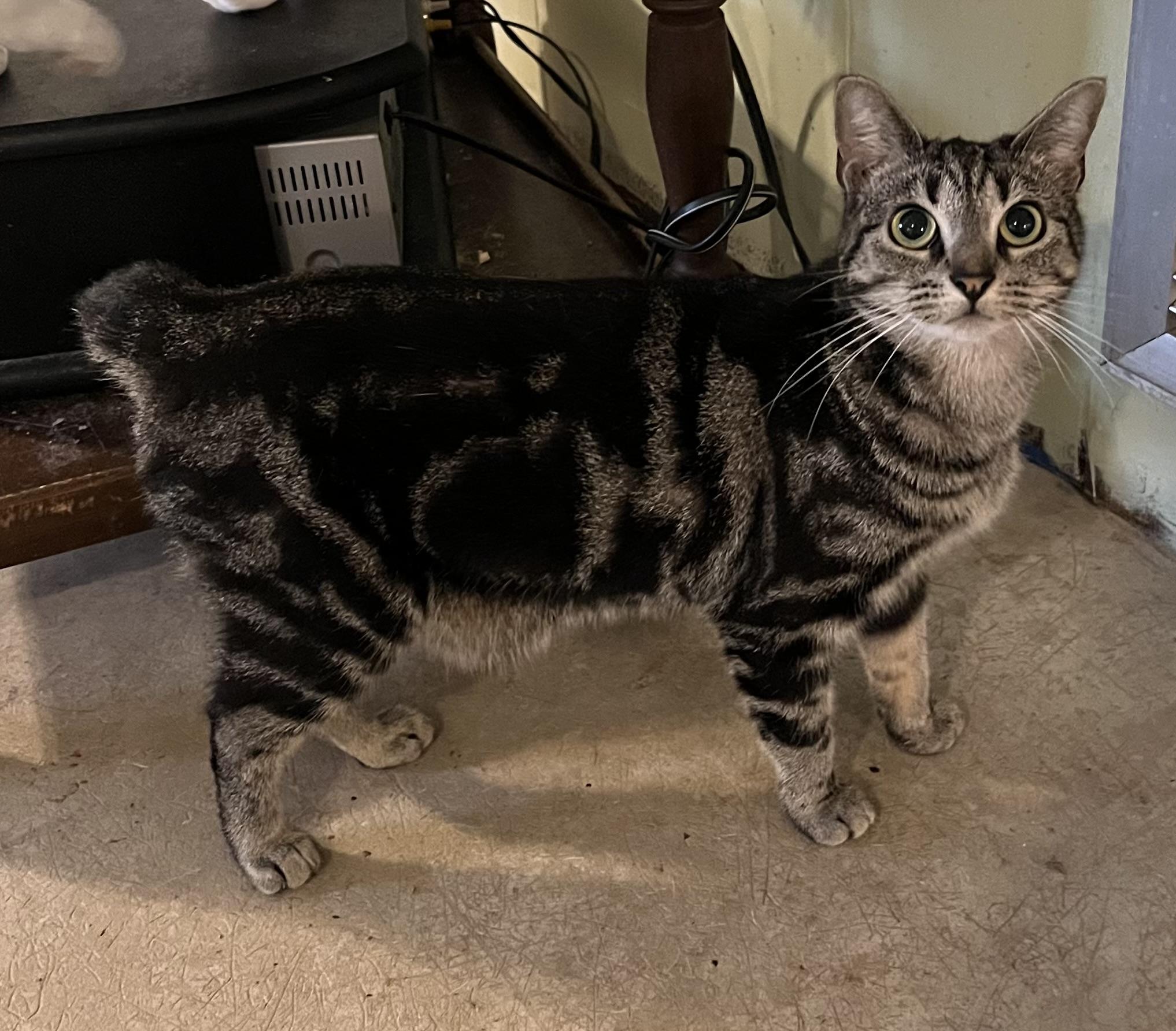 Jinx, a Adoptable Tabby in Mobile, AL image 1/4