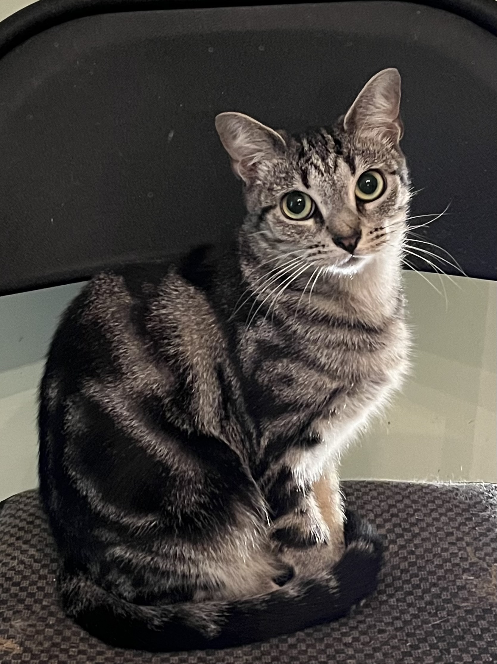 Jinx, a Adoptable Tabby in Mobile, AL image 2/4