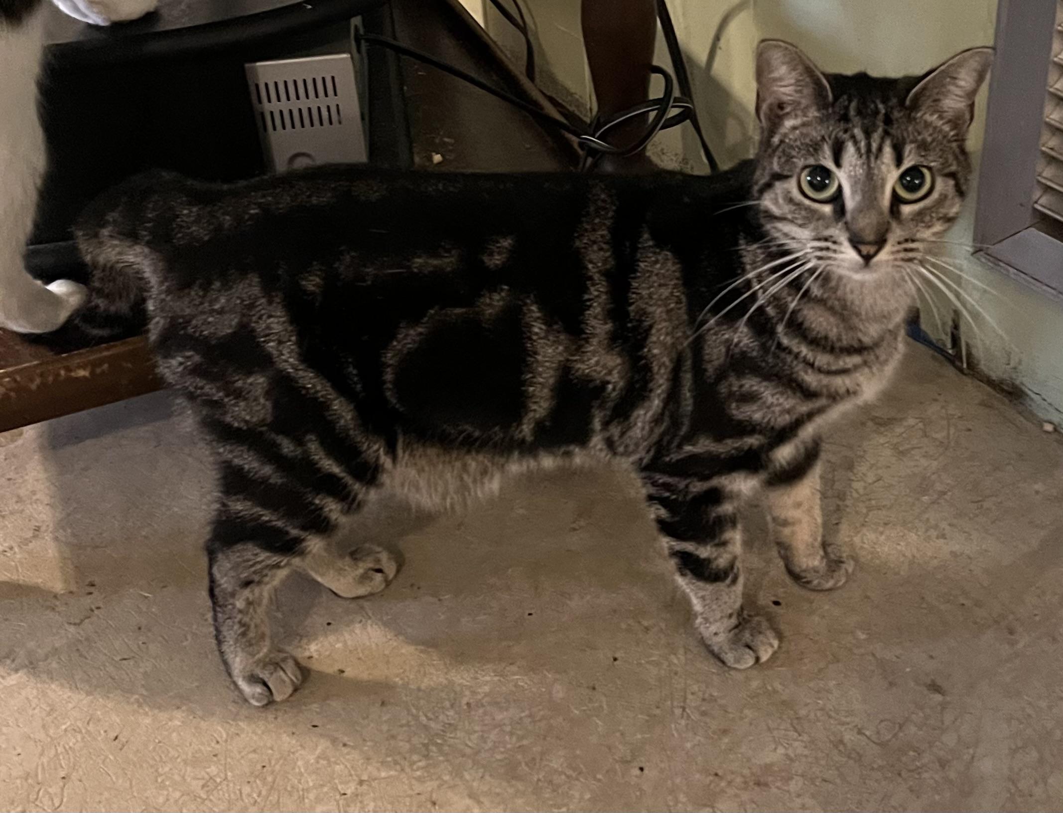 Jinx, a Adoptable Tabby in Mobile, AL image 4/4