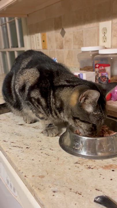 Enlarge Jinx, a Adoptable Tabby in Mobile, AL video 4/4