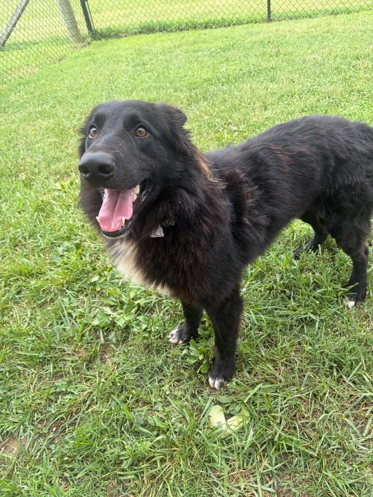 Bama, Adoptable, Young Male Mixed Breed.