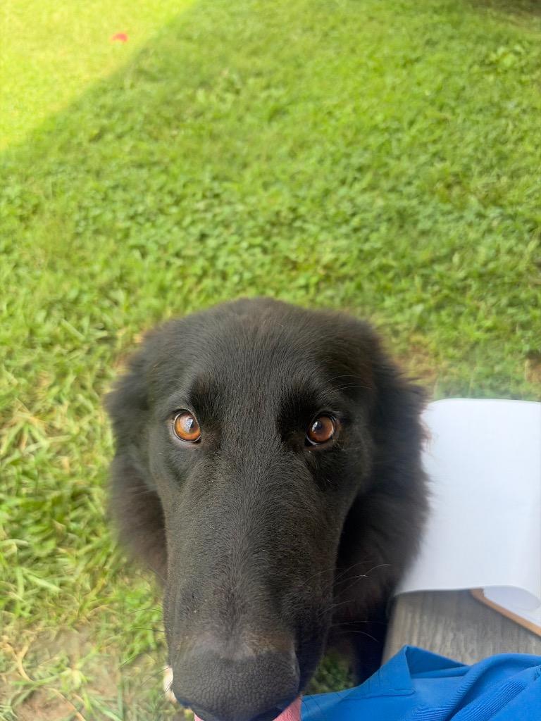 Enlarge Bama, a Adoptable mixed breed in Gallatin, TN image 2/3