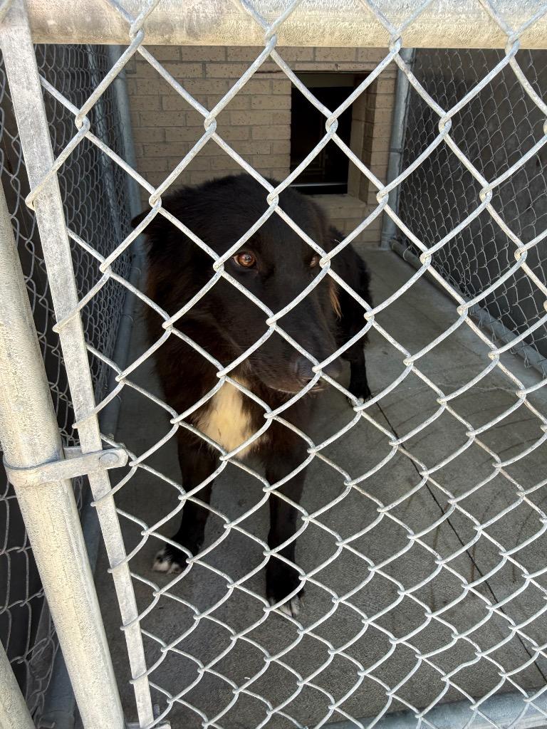 Enlarge Bama, a Adoptable mixed breed in Gallatin, TN image 3/3
