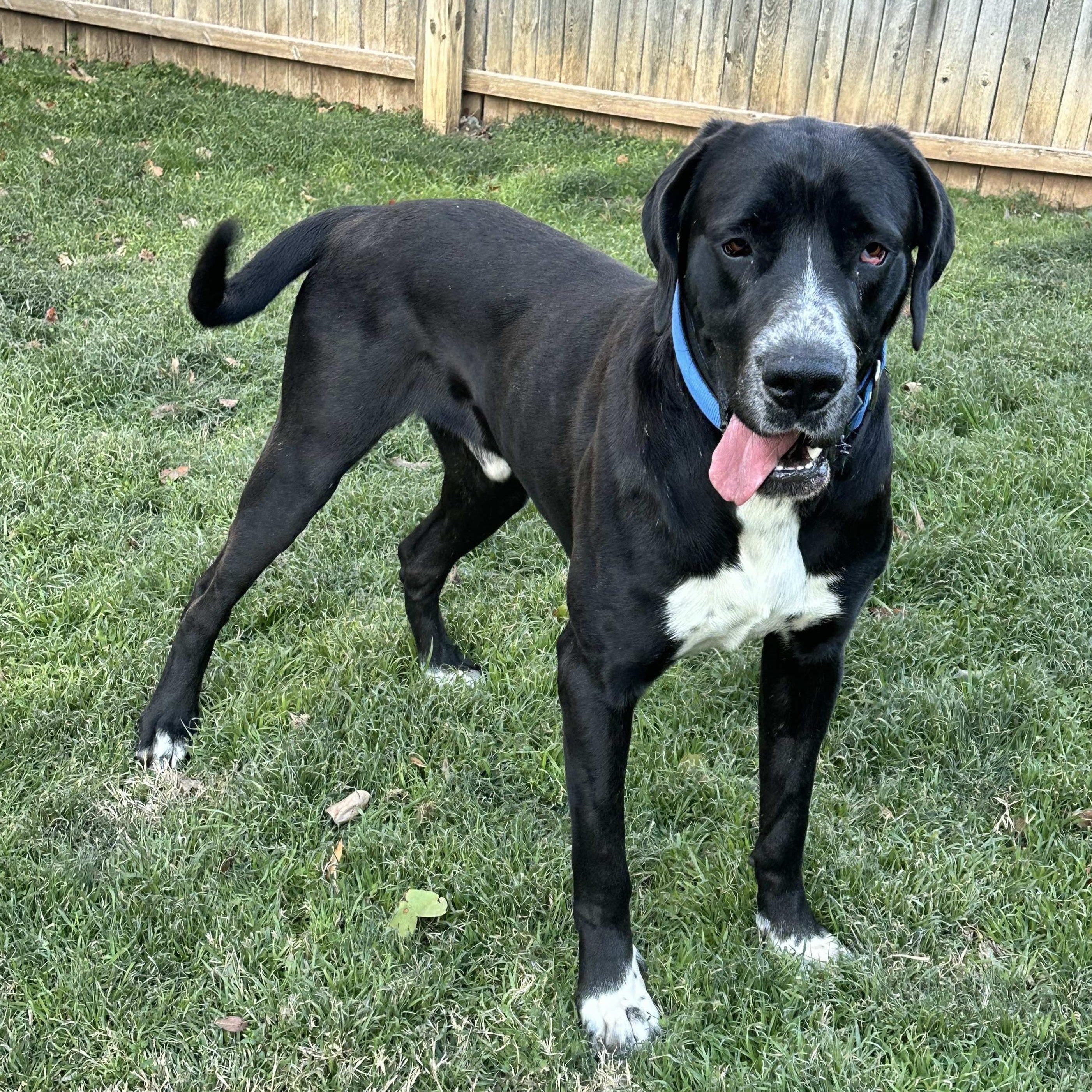 Dodger, Adult Male unknown