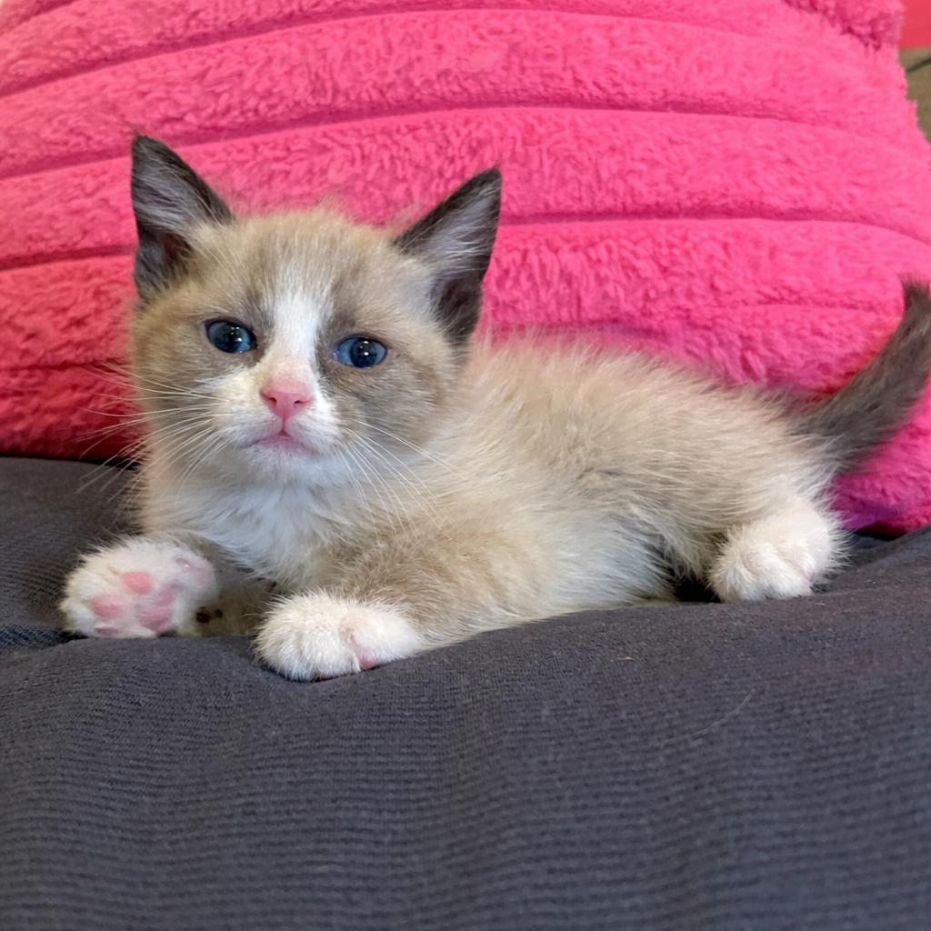 Ace, Adoptable, Kitten Male Snowshoe.