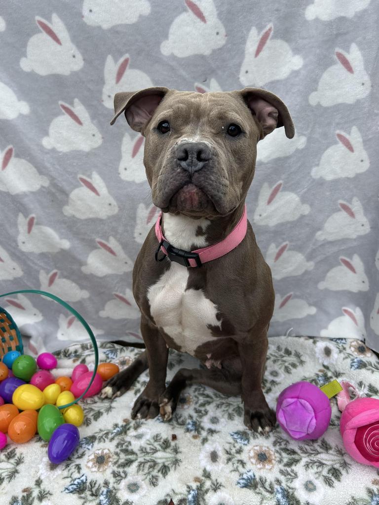 Willow, Adoptable, Young Female Mixed Breed.