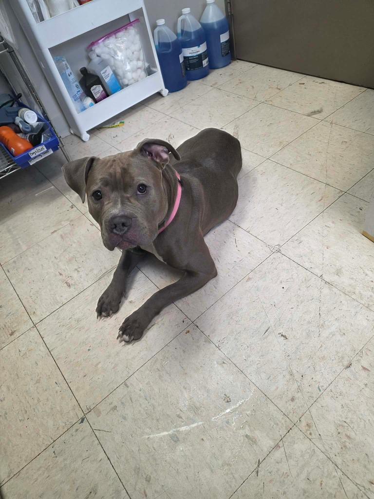 Enlarge Willow, a Adoptable Mixed Breed in New Manchester, WV image 2/6