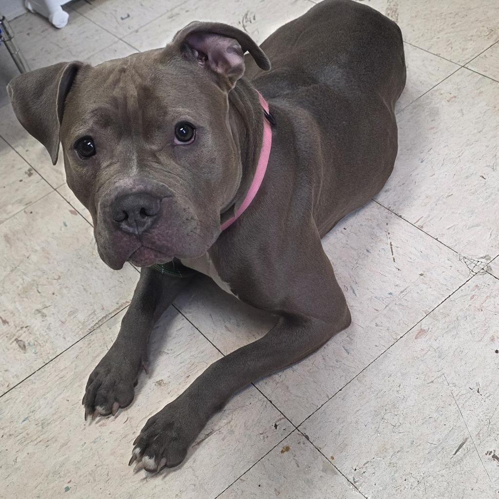 Enlarge Willow, a Adoptable Mixed Breed in New Manchester, WV image 3/6