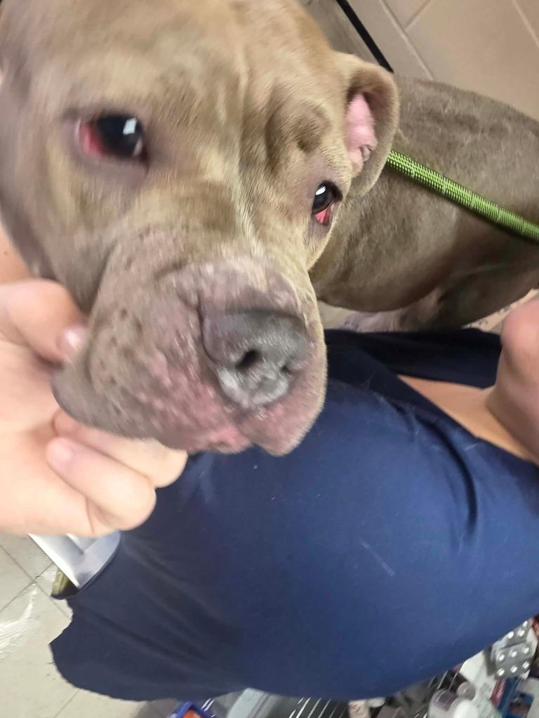 Enlarge Willow, a Adoptable Mixed Breed in New Manchester, WV image 4/6
