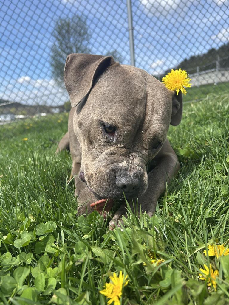 Enlarge Willow, a Adoptable Mixed Breed in New Manchester, WV image 5/6