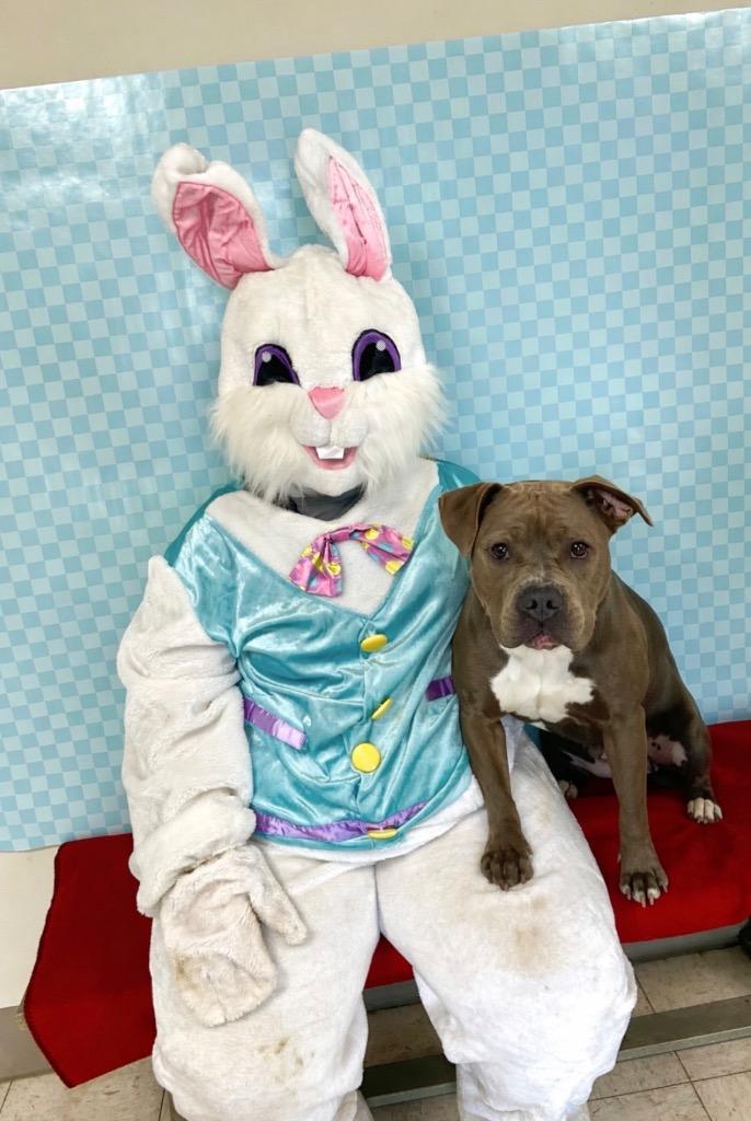 Enlarge Willow, a Adoptable Mixed Breed in New Manchester, WV image 6/6