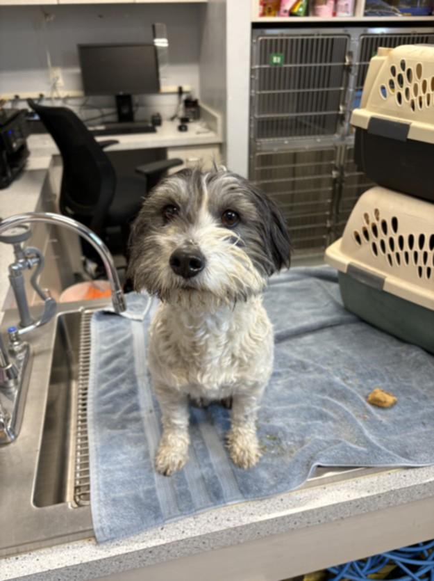 A209398, Adoptable, Adult Female Shih Tzu & Mixed Breed.